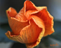 Hibiscus in Bloom