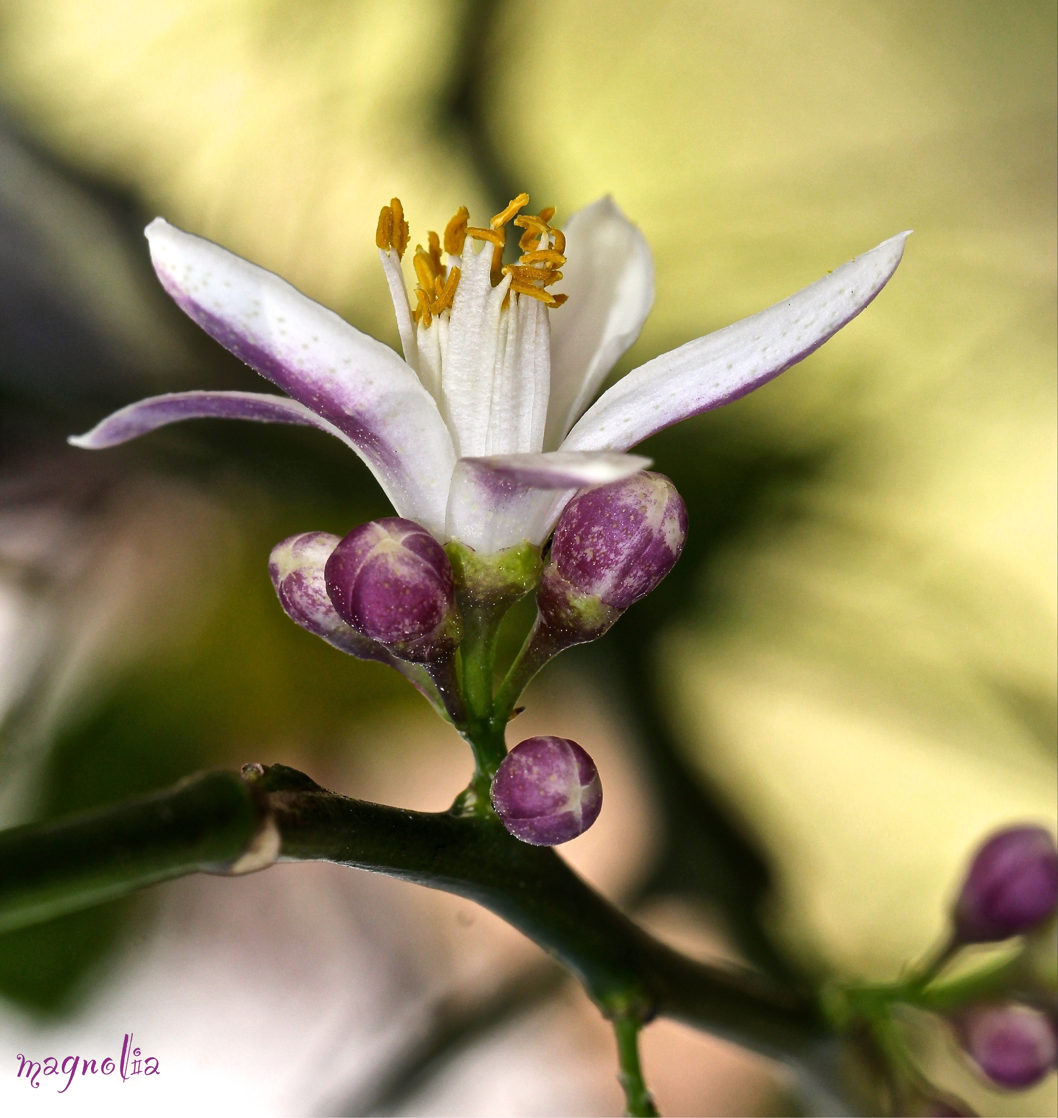 Lemon Tree Flower