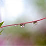 Azalea Rain Drops