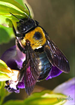 Carpenter Bee