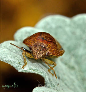 Squash Bug