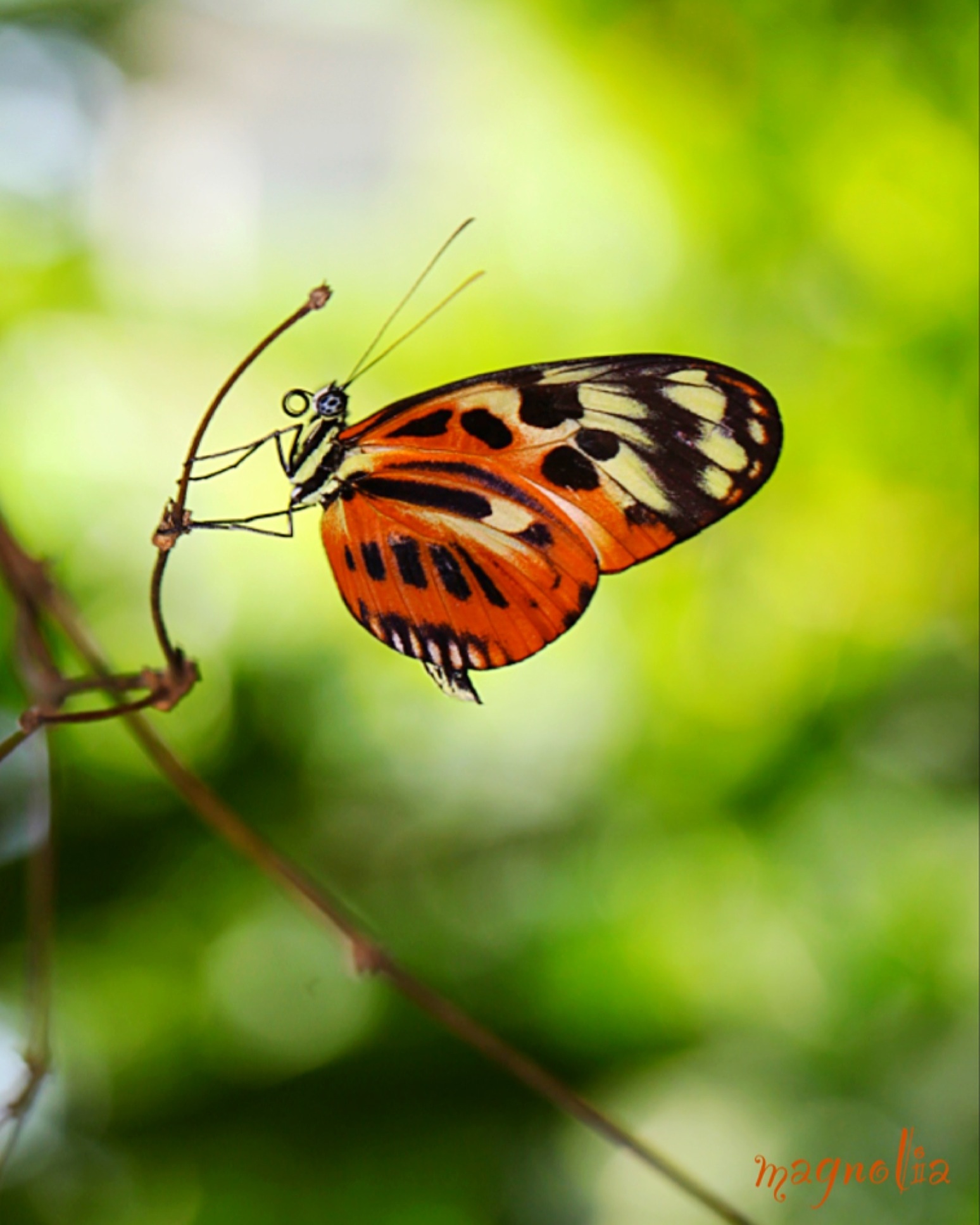 Tiger Glassywing