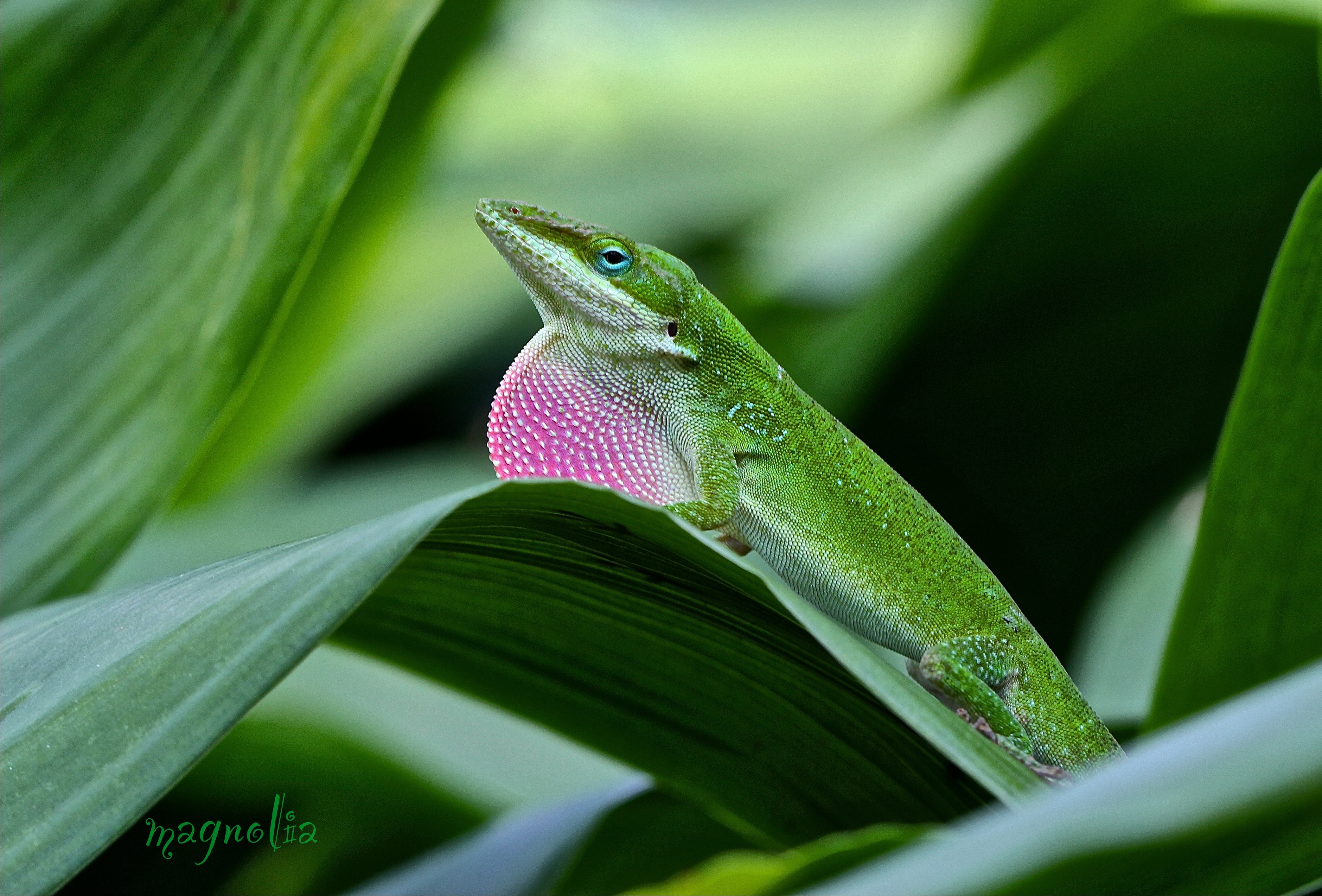 Anolis