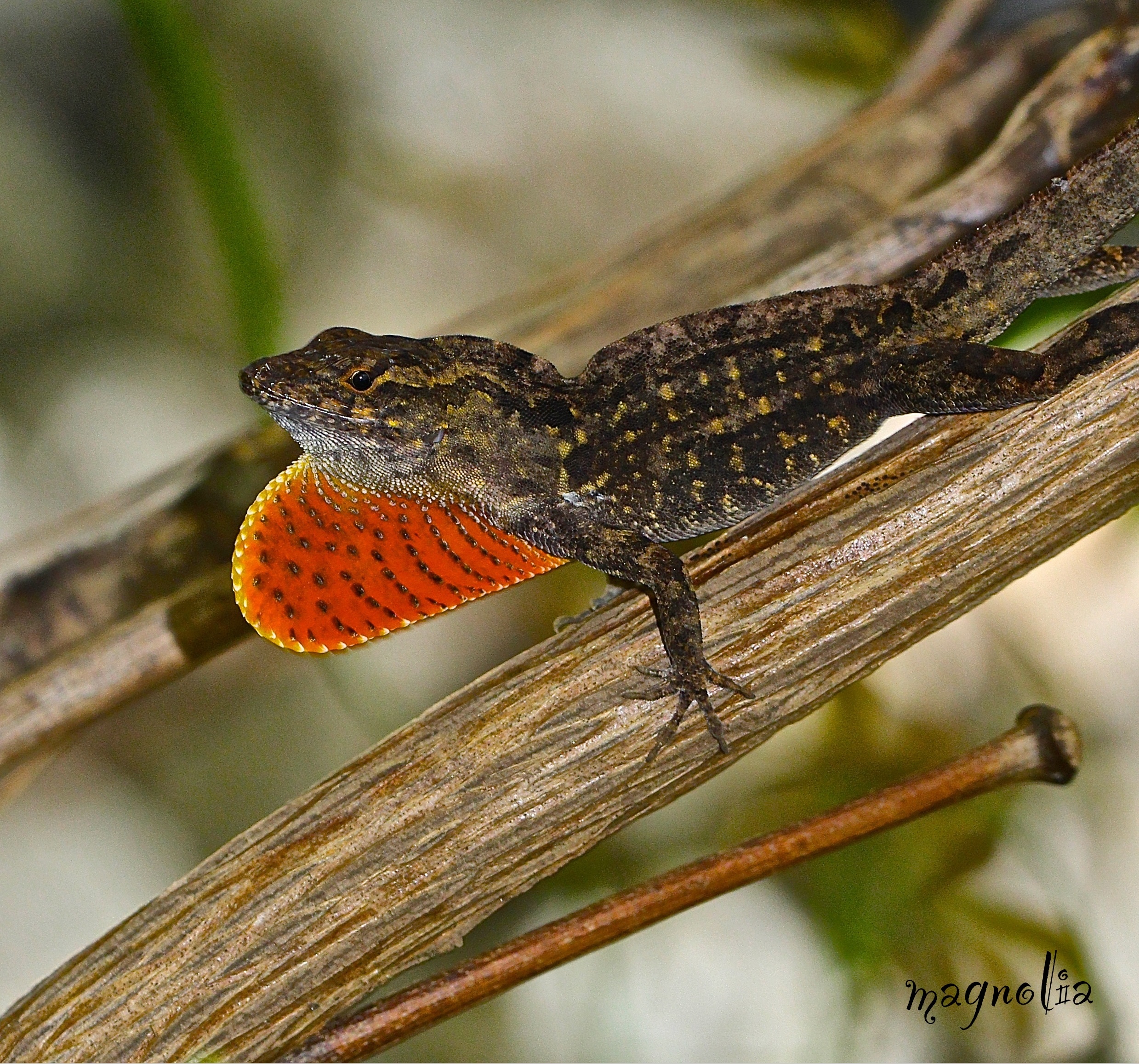 Oh No Another Anole!