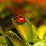 Dionaea Muscipula