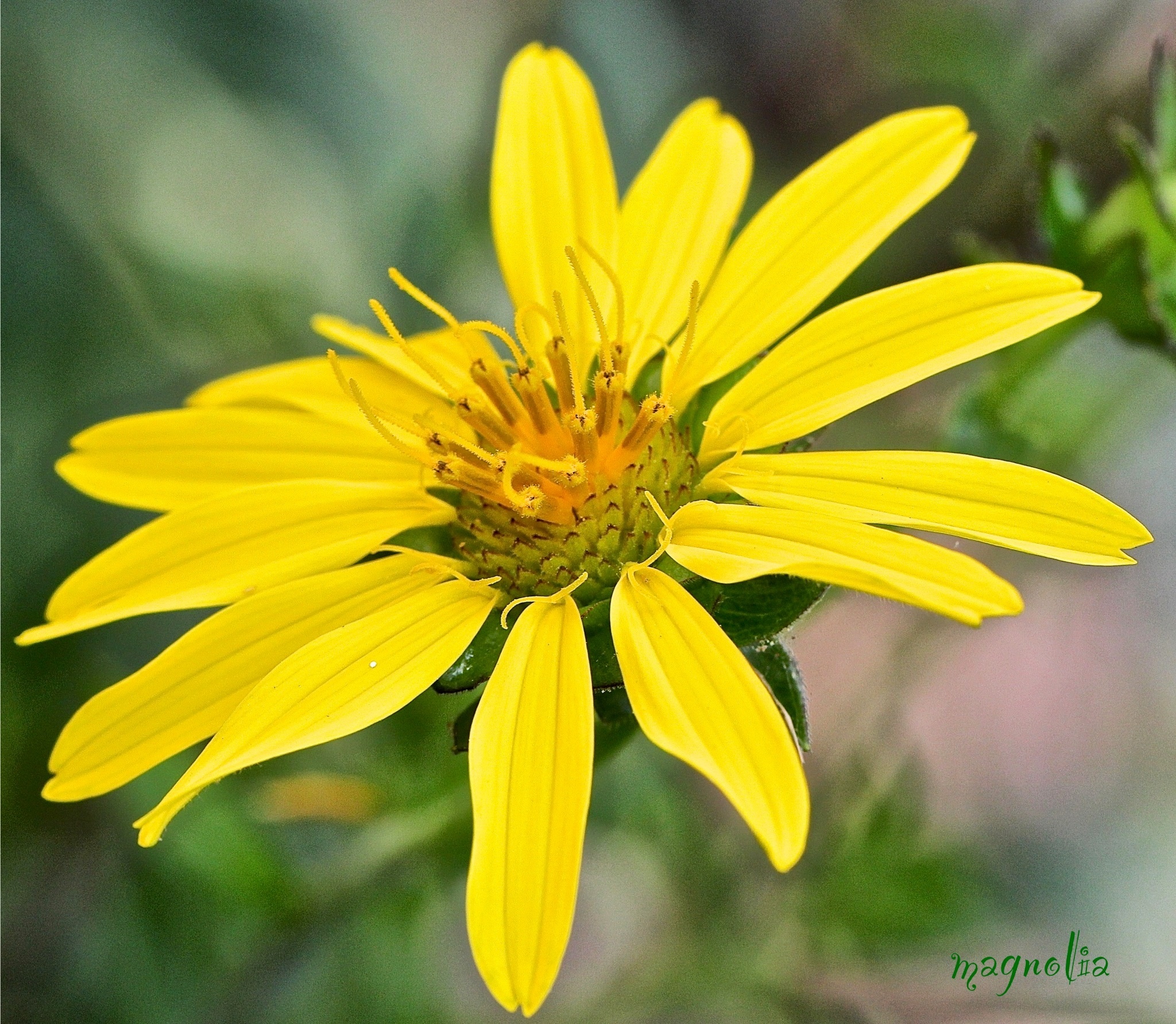 Curious Yellow