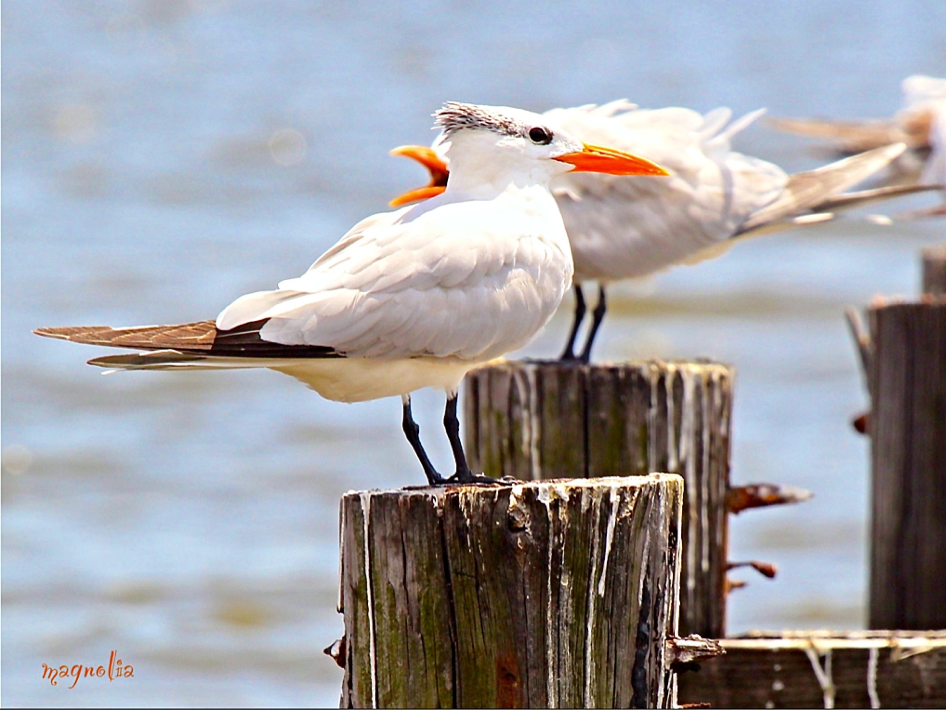 Royal Terns