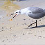 Gull With Gall