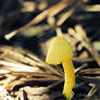 Leucocoprinus Birnbaumii