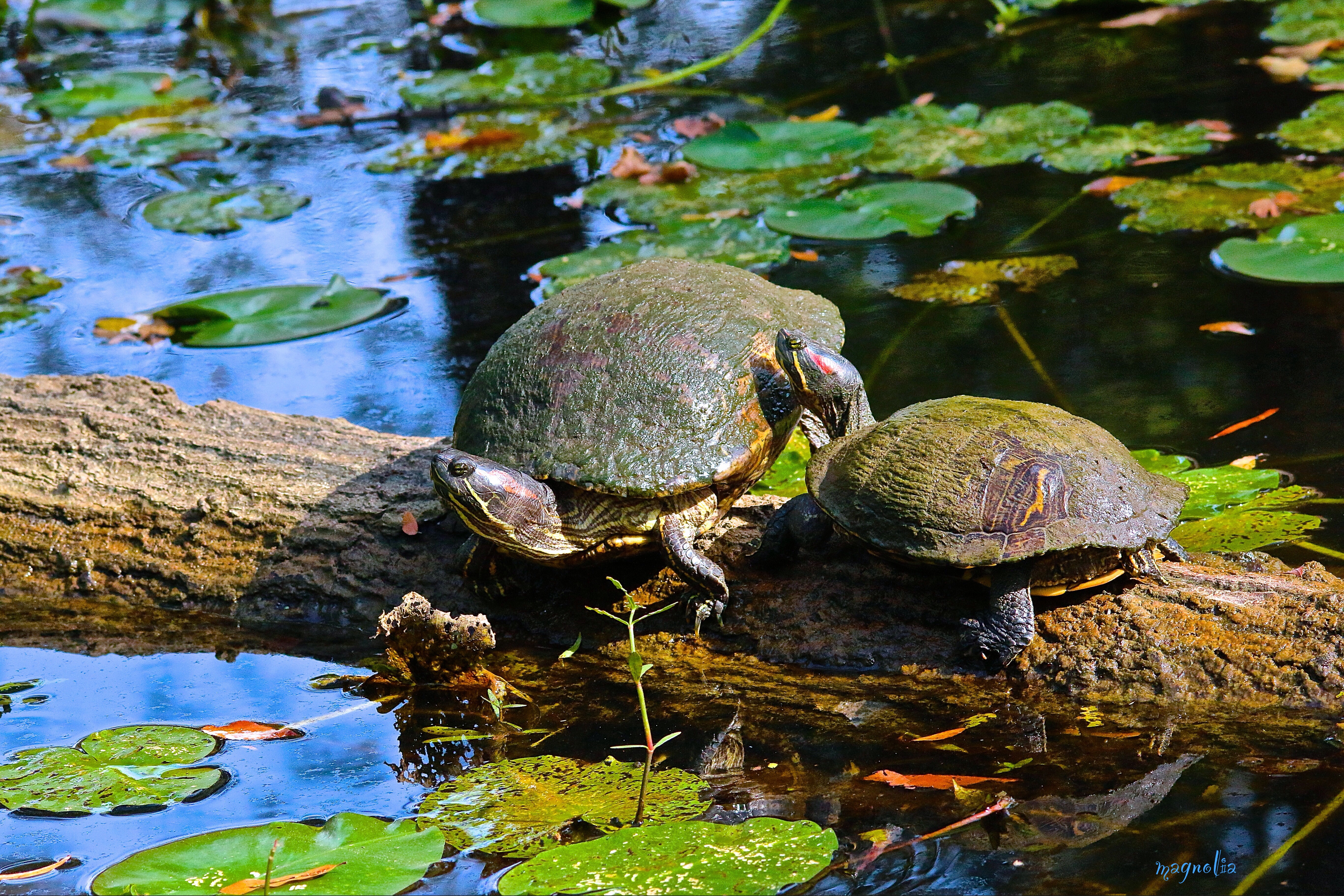 Pond Sliders