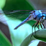 Blue Dasher