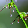 Grass Seed Drops