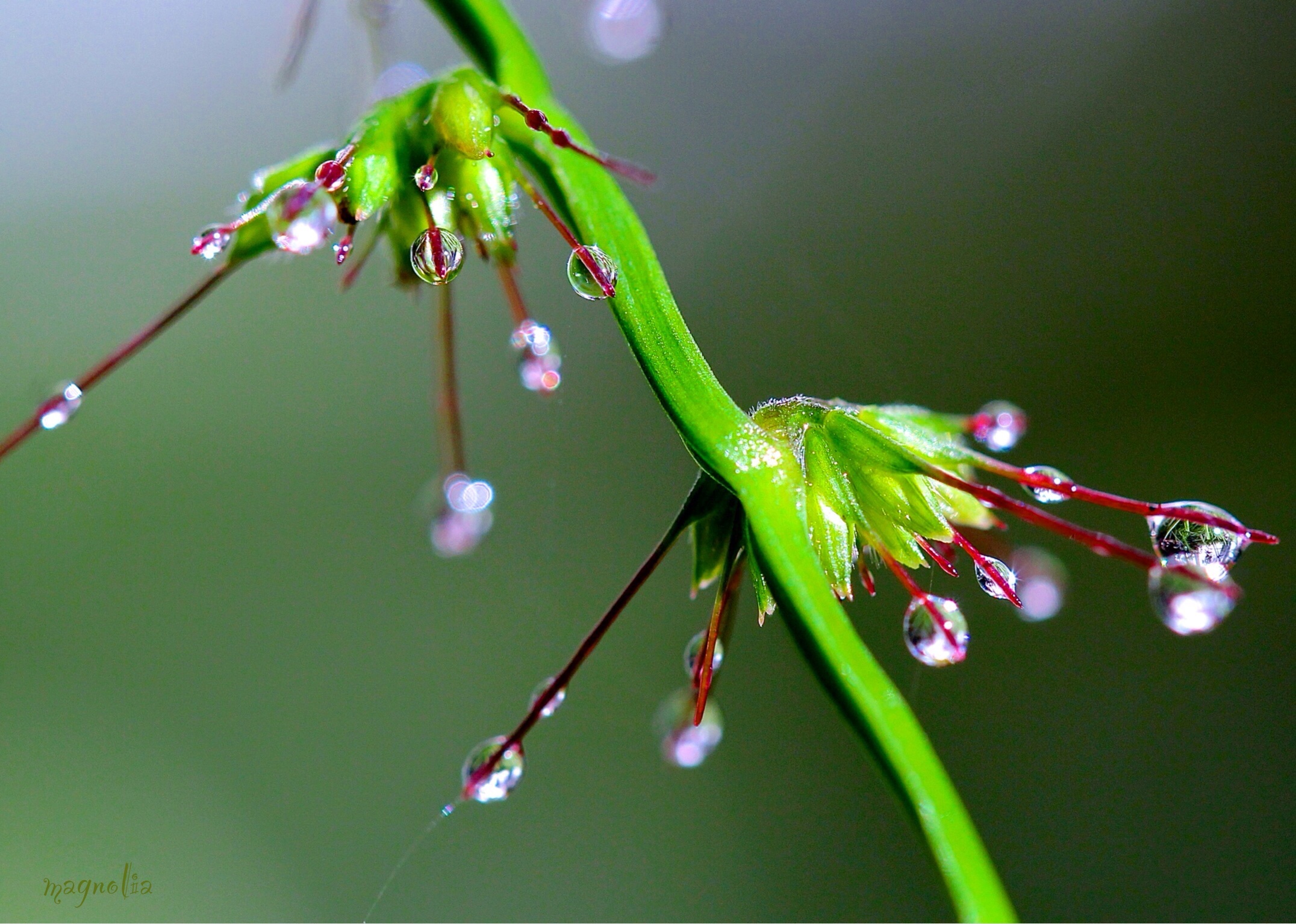 Grass Seed Drops