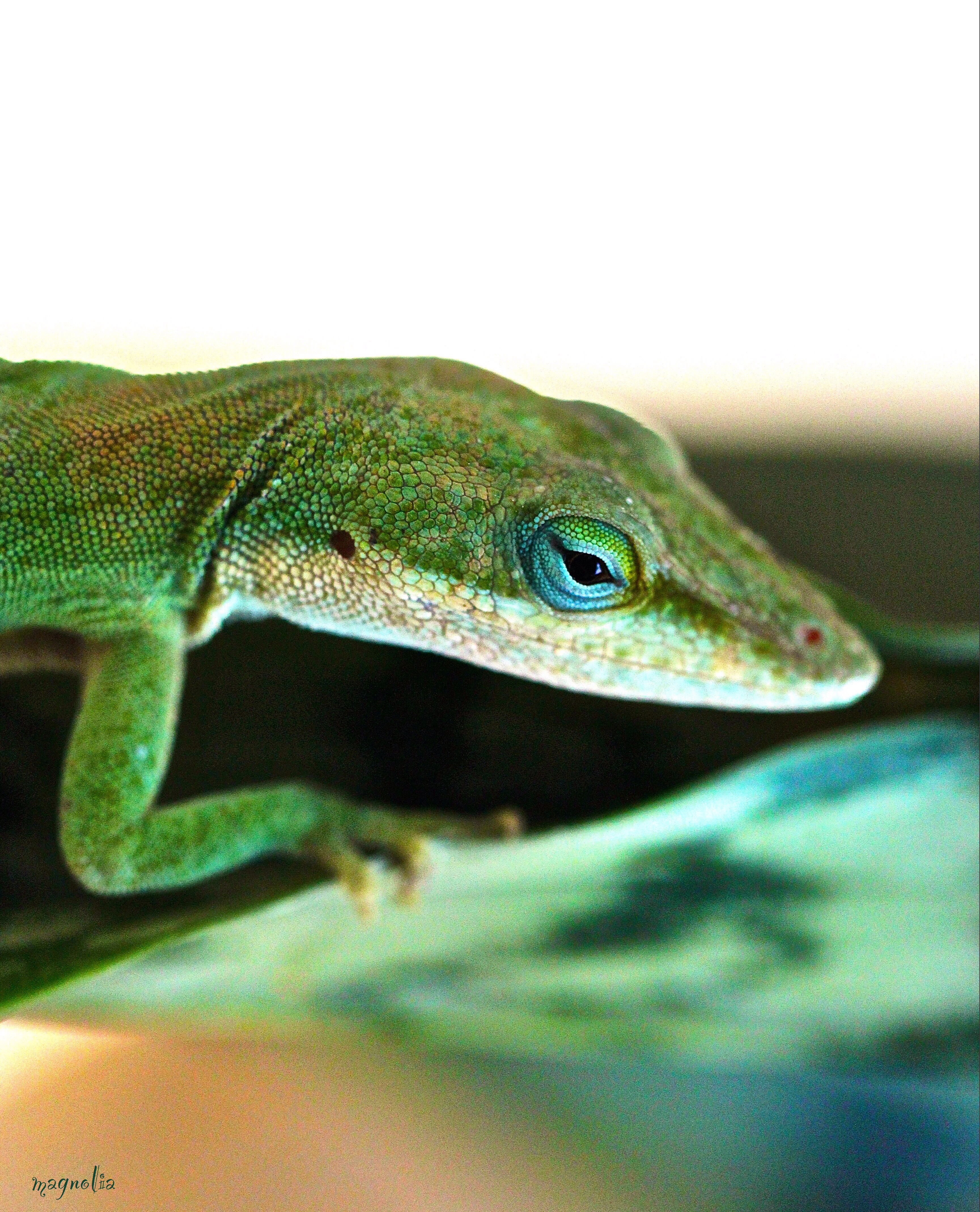 Day Dreaming Anole