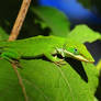 Happy in Green