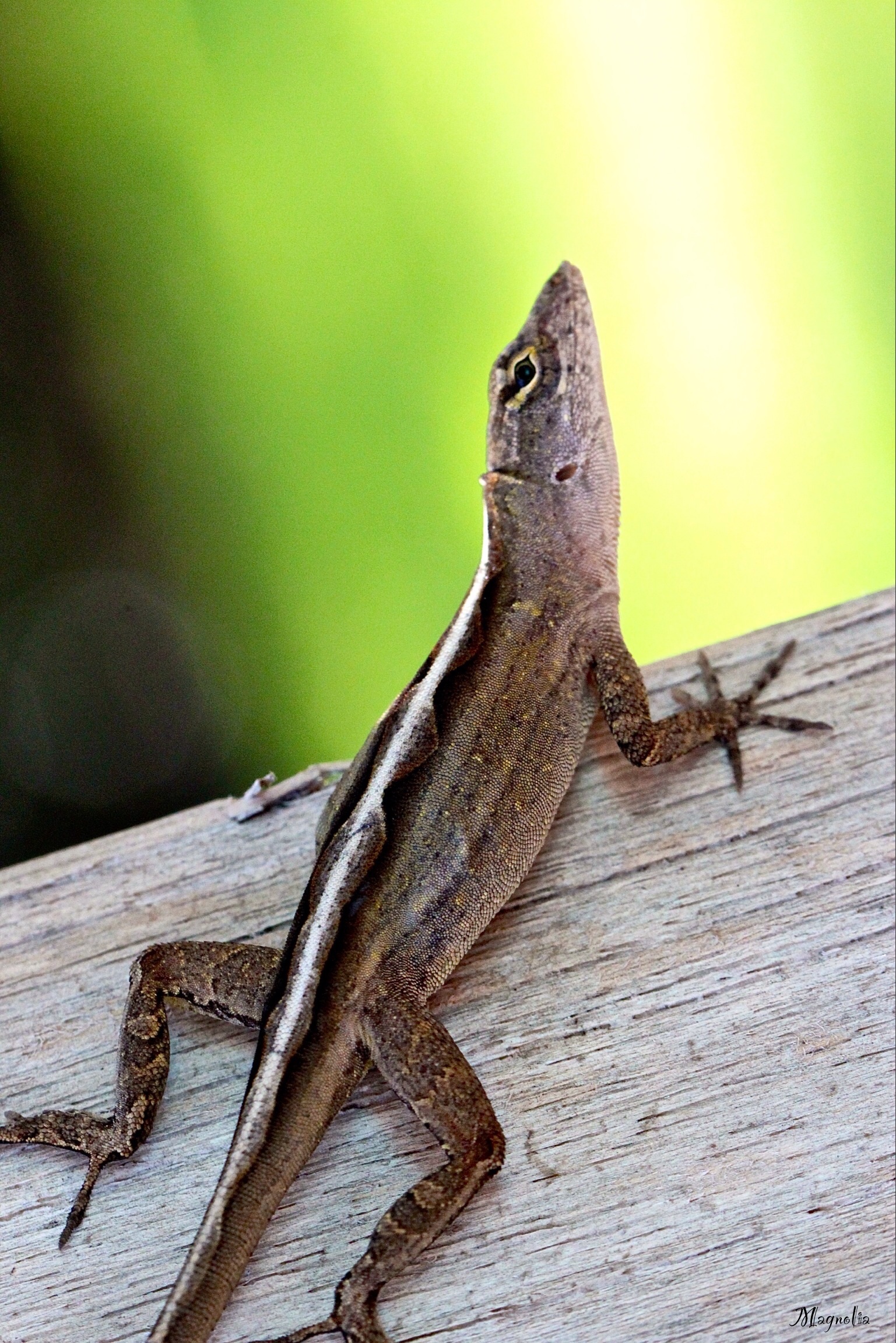 Basking Anolis Sagrei