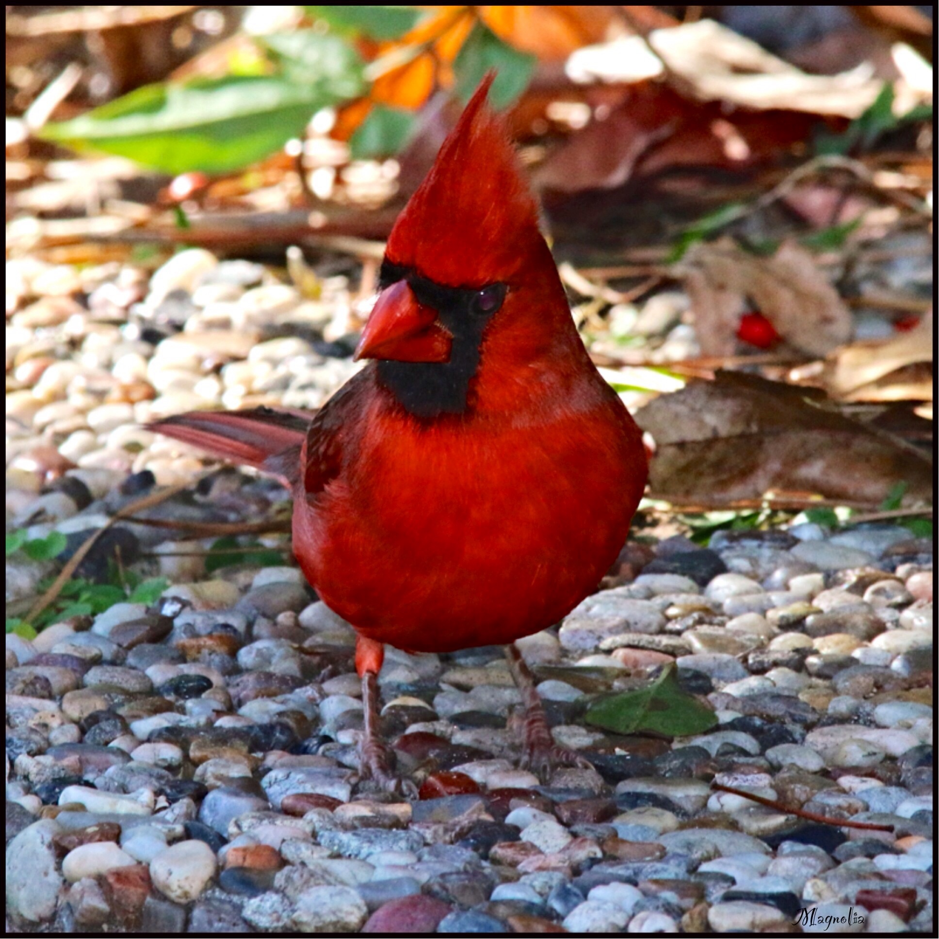 Northern Cardinal