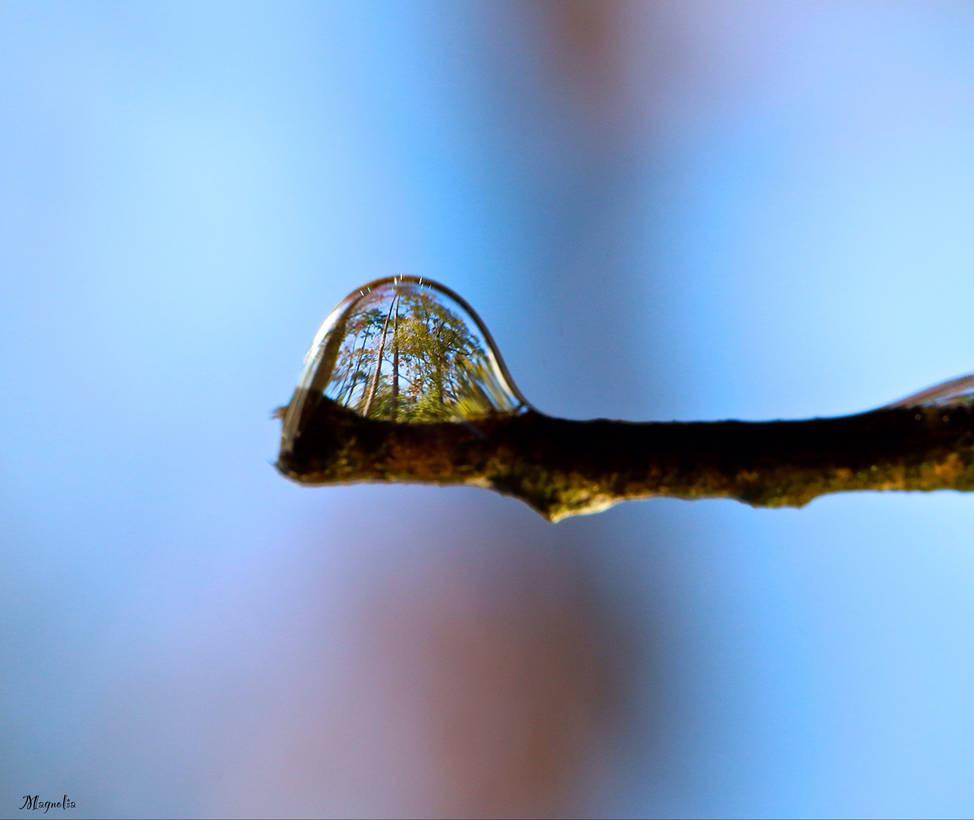 Texas Forest Drop