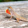 Go Away-Anole