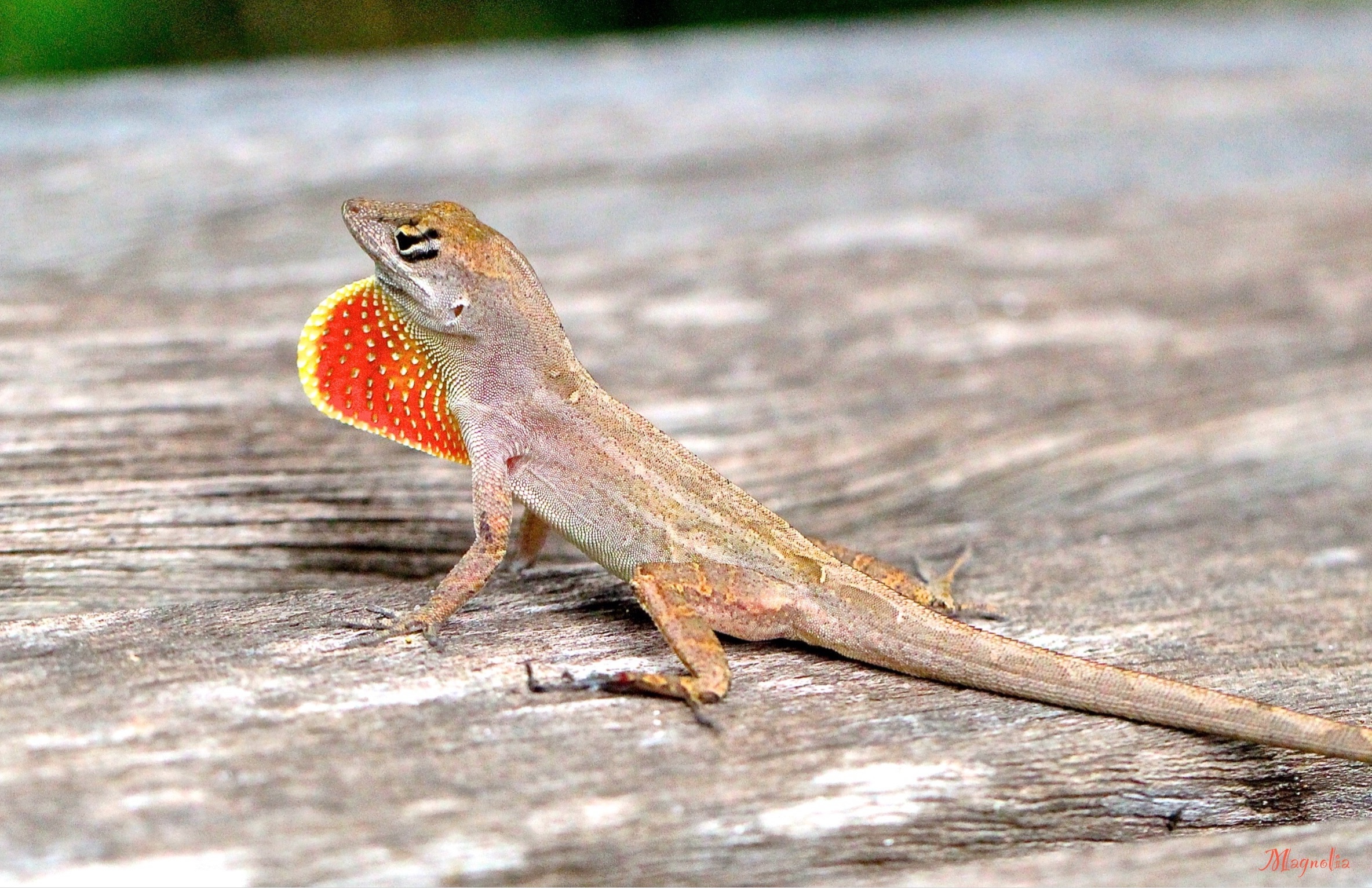 Go Away-Anole