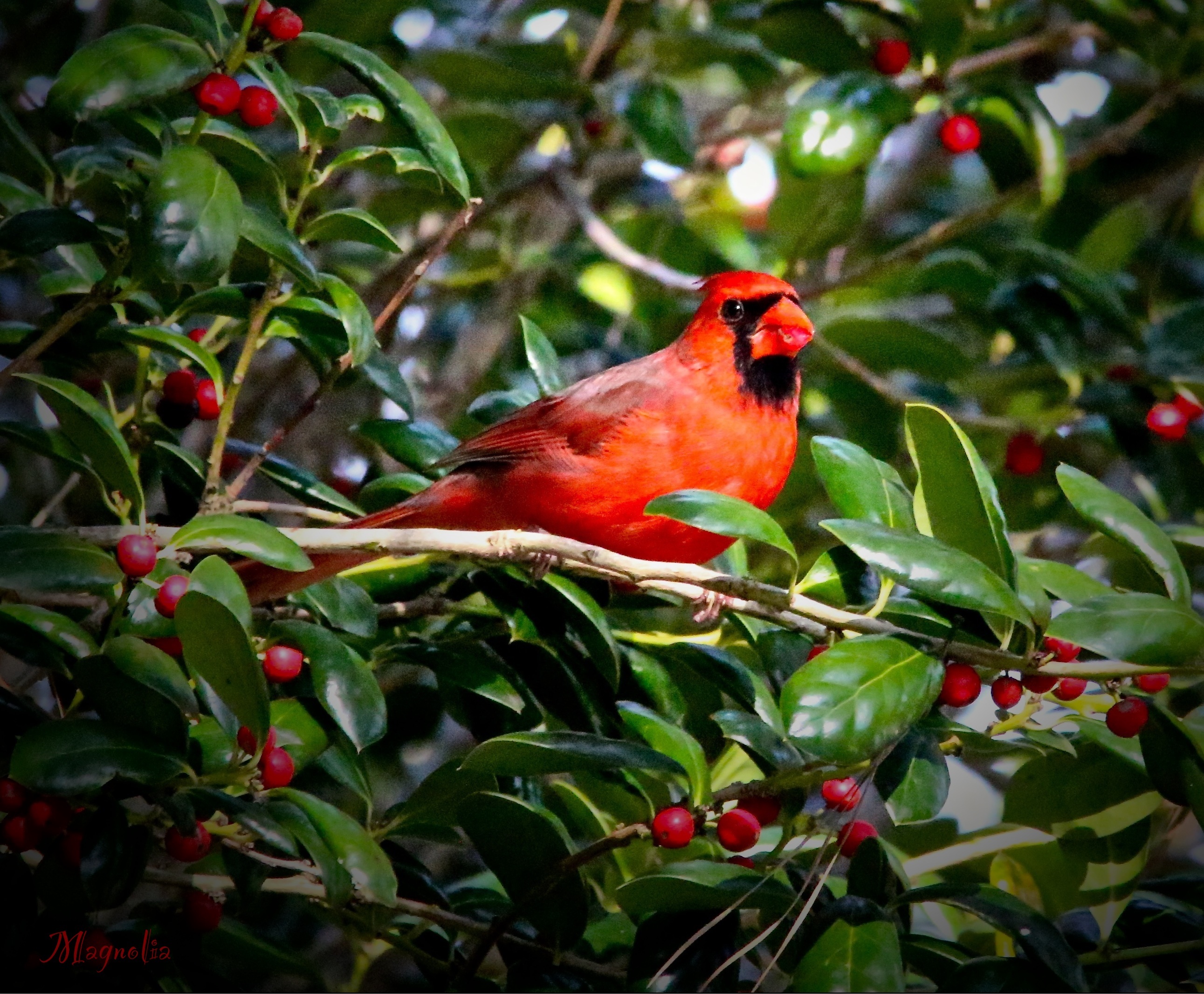 Cardinal