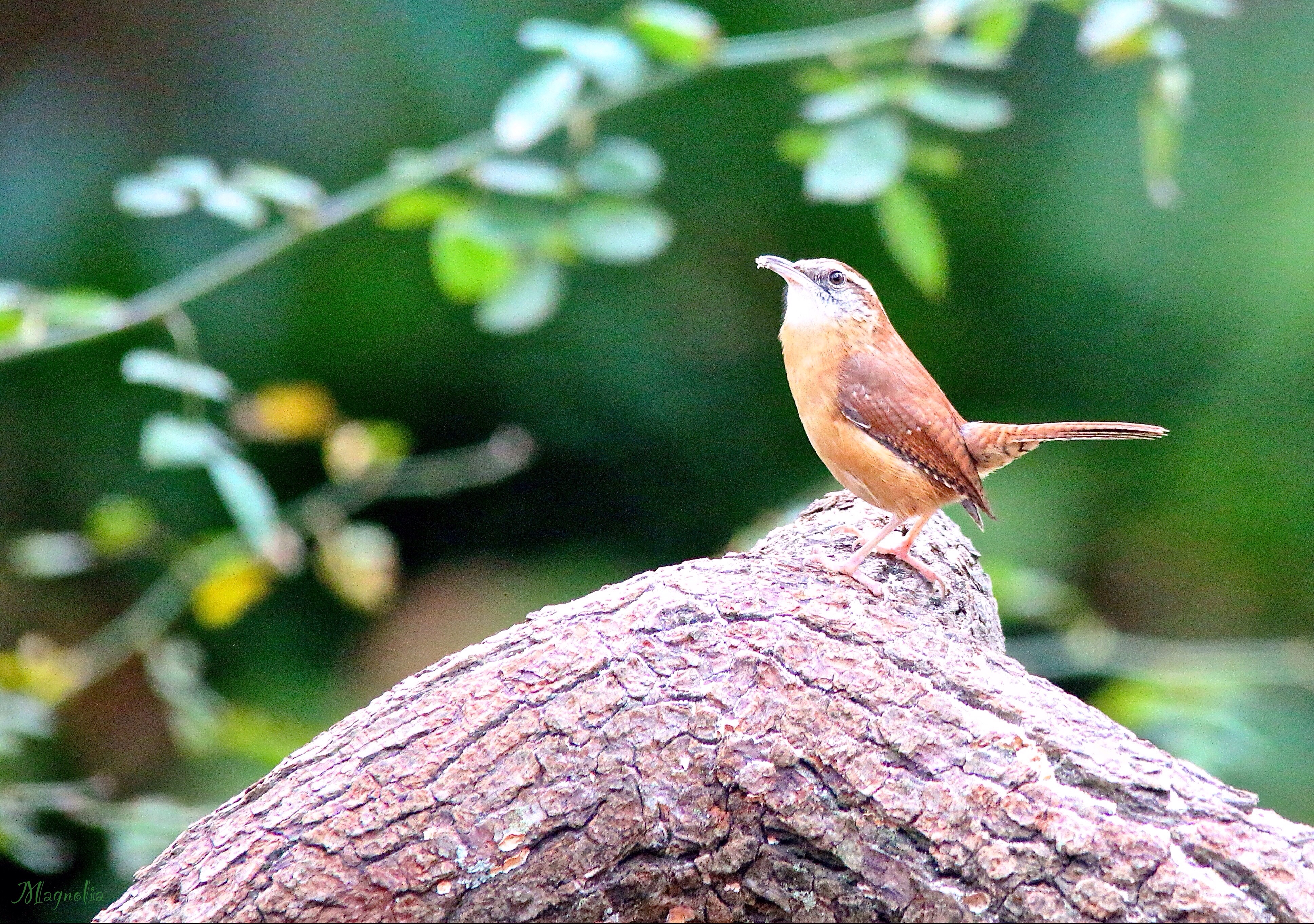 Carolina Wren