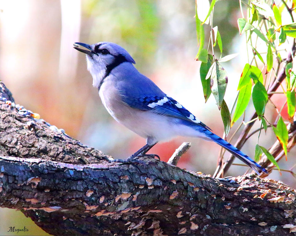 Cyanocitta Cristata