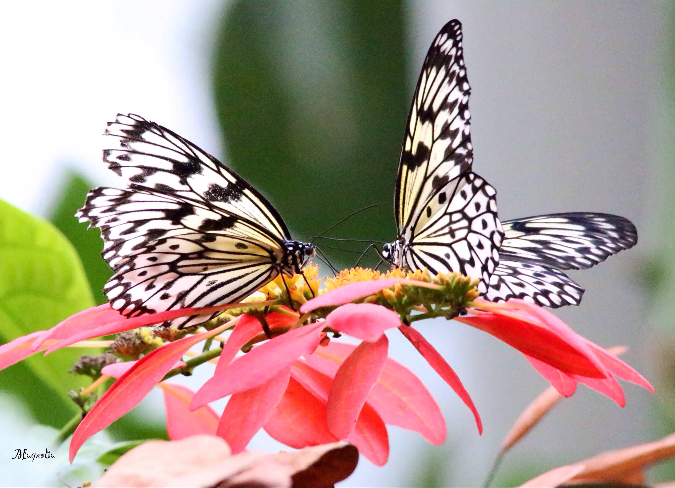 Tree Nymphs