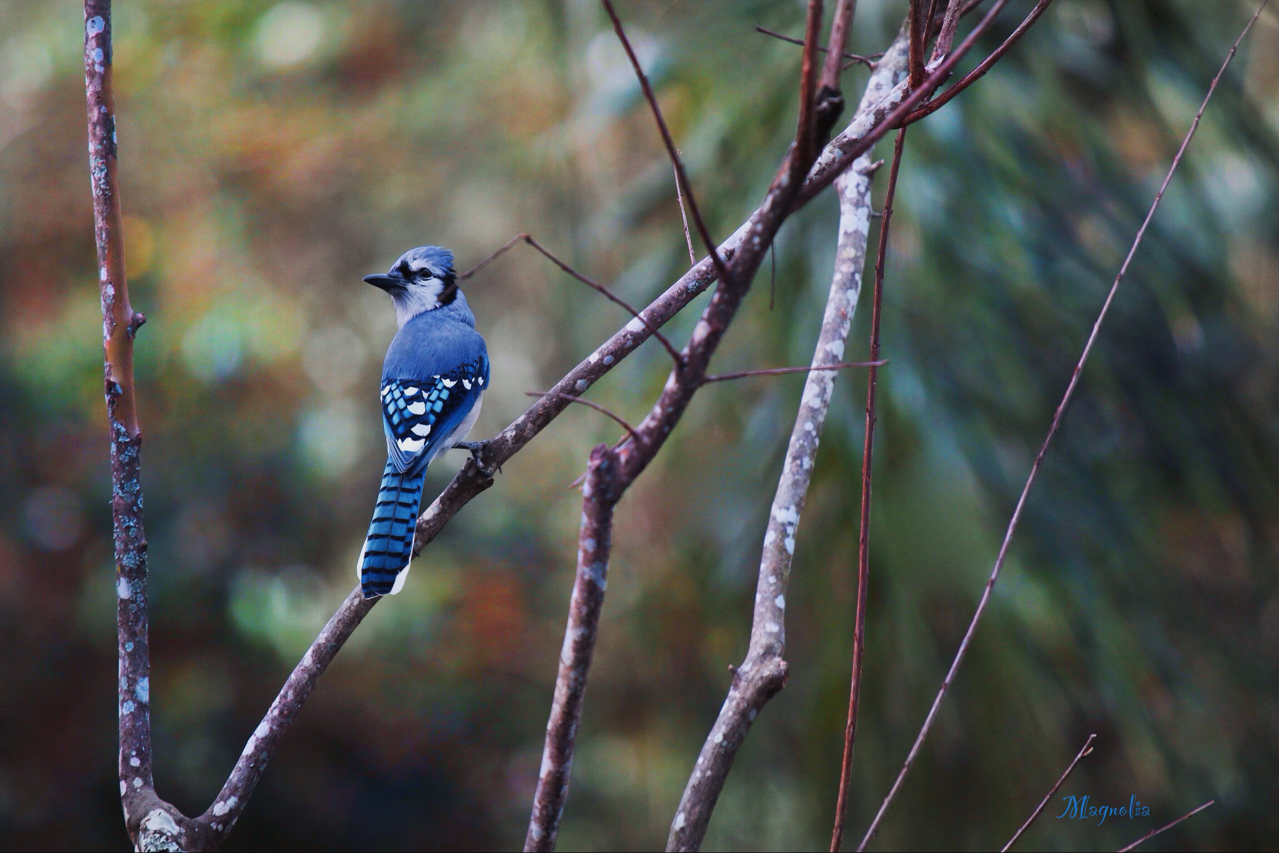 Blue Jay