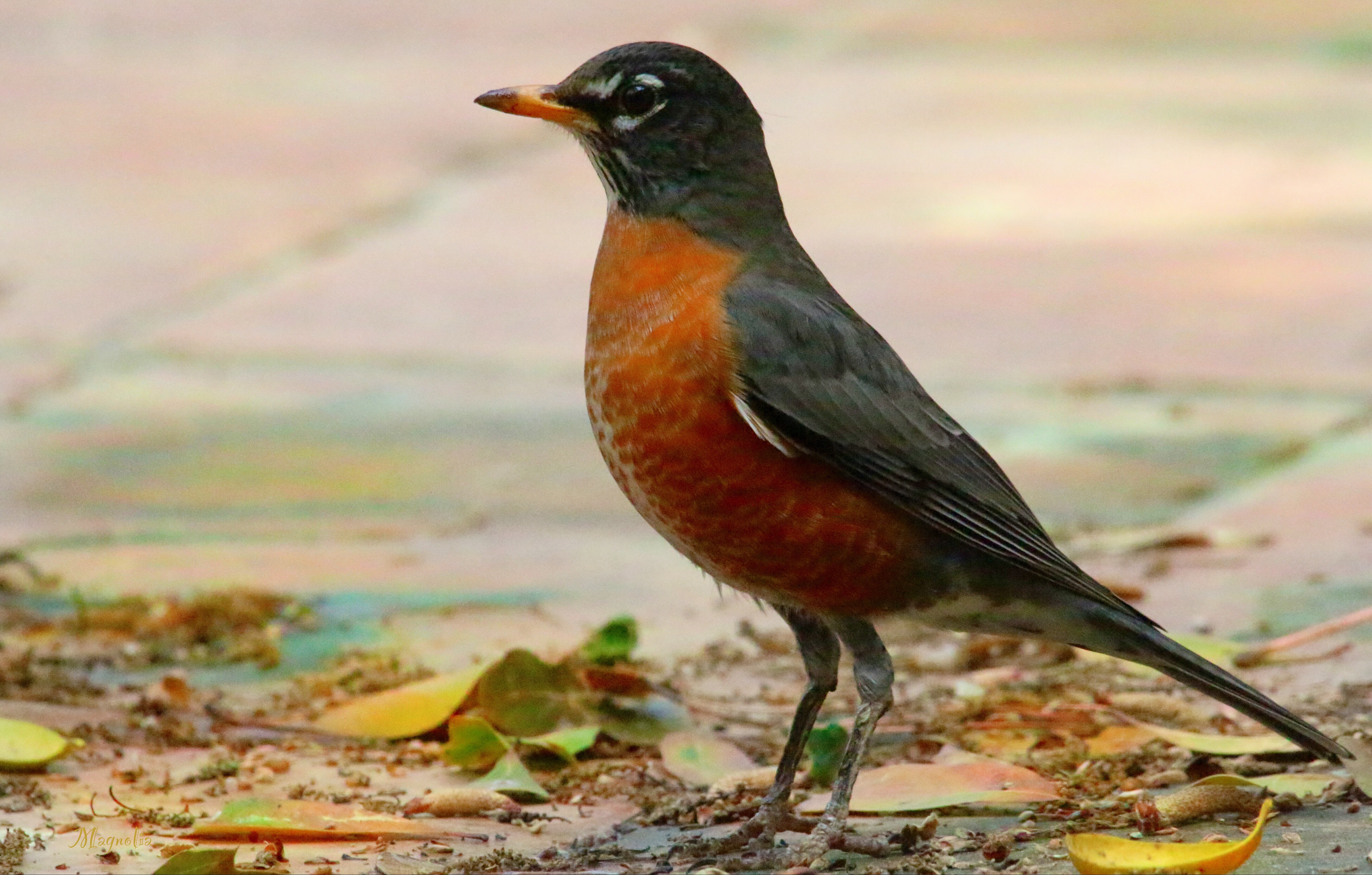 Springtime Robin