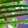 Colorful Drops