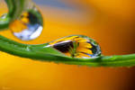 Nature's Tear Drop by FallOut99