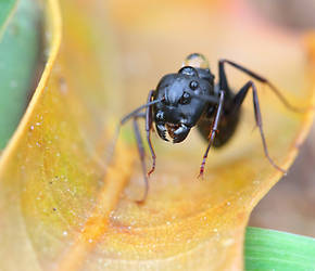 Angry Black Ant