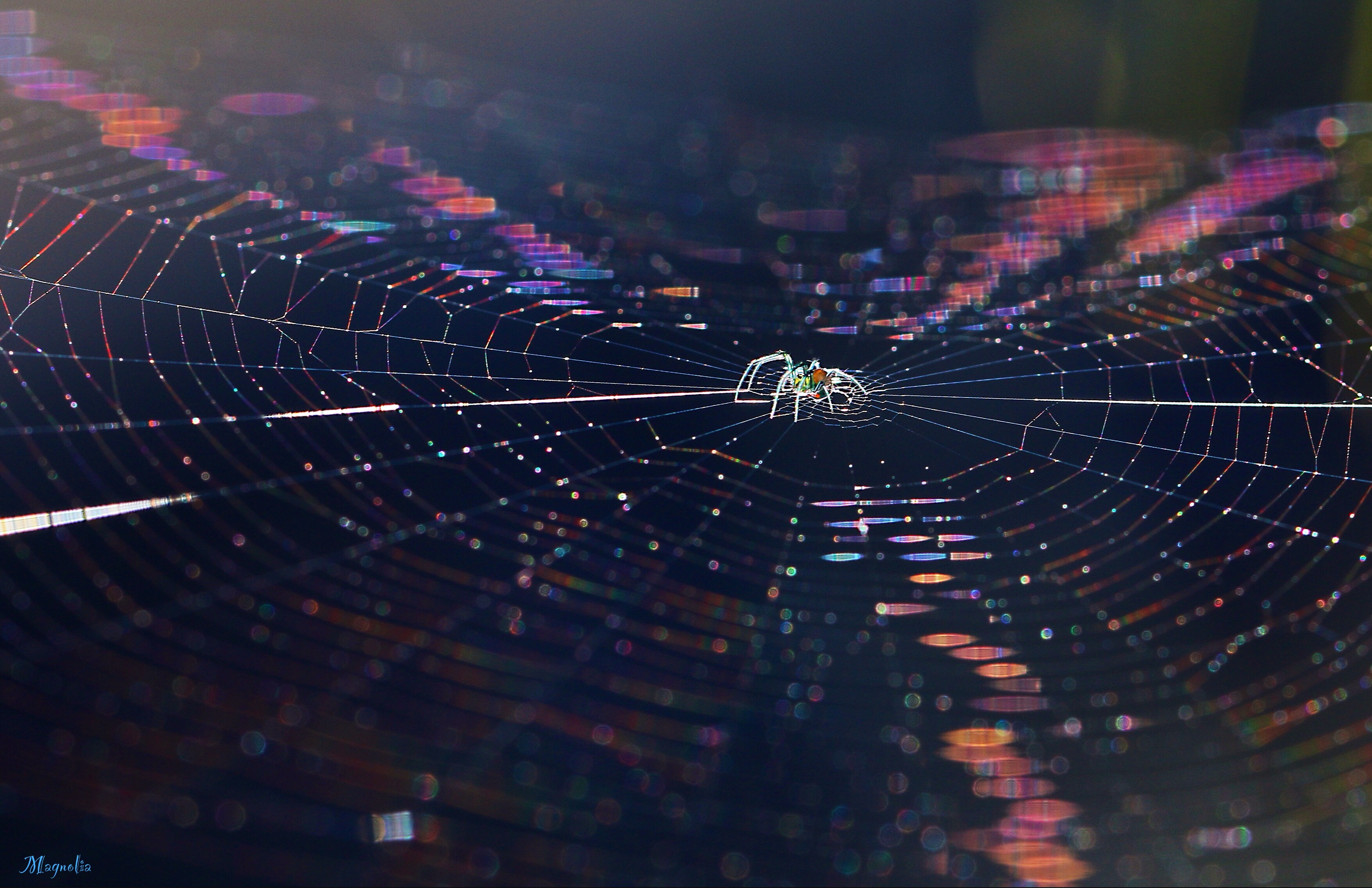 Spider in Rainbow Web