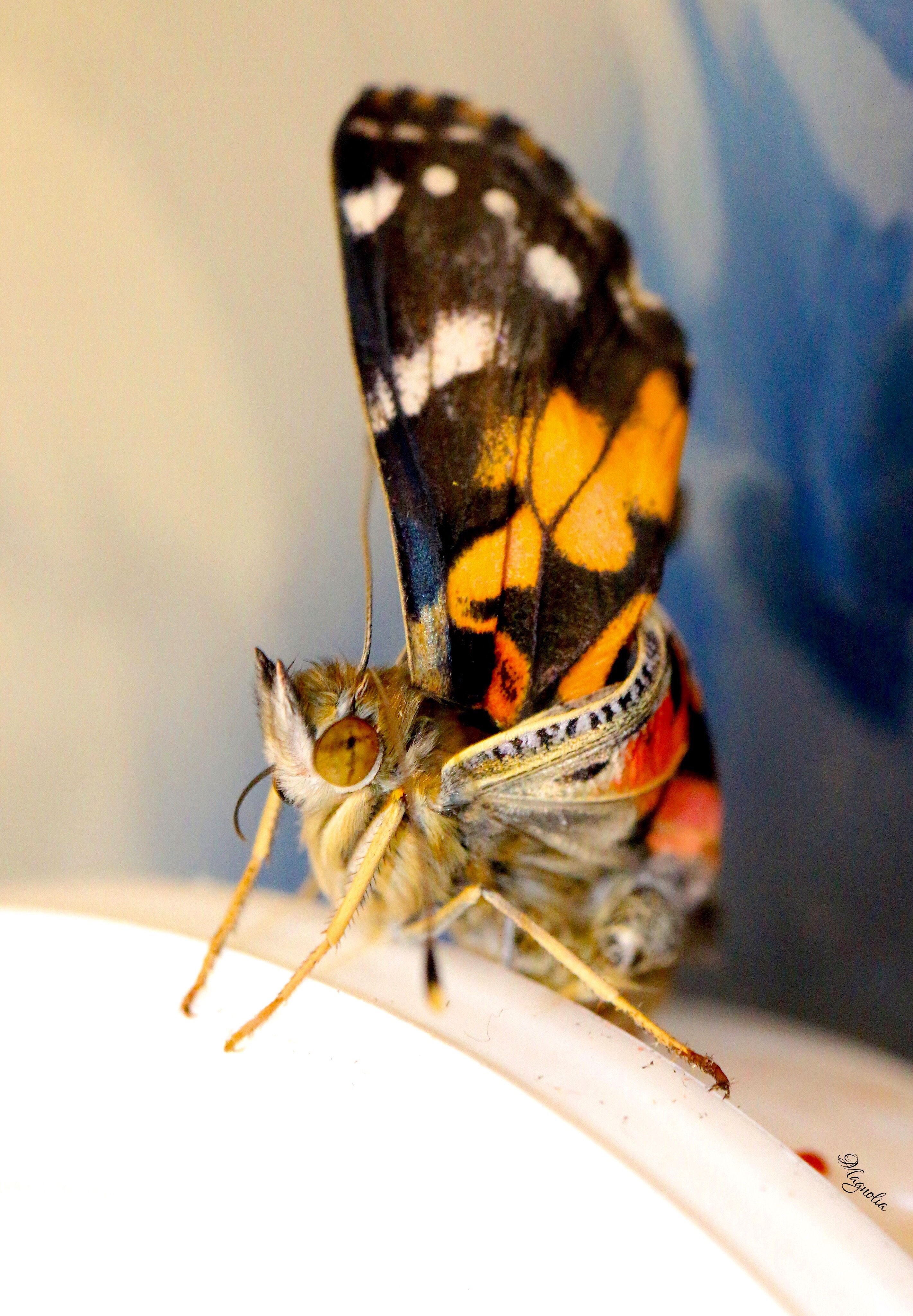 Newborn Butterfly