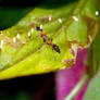 Ant Eating Eggs