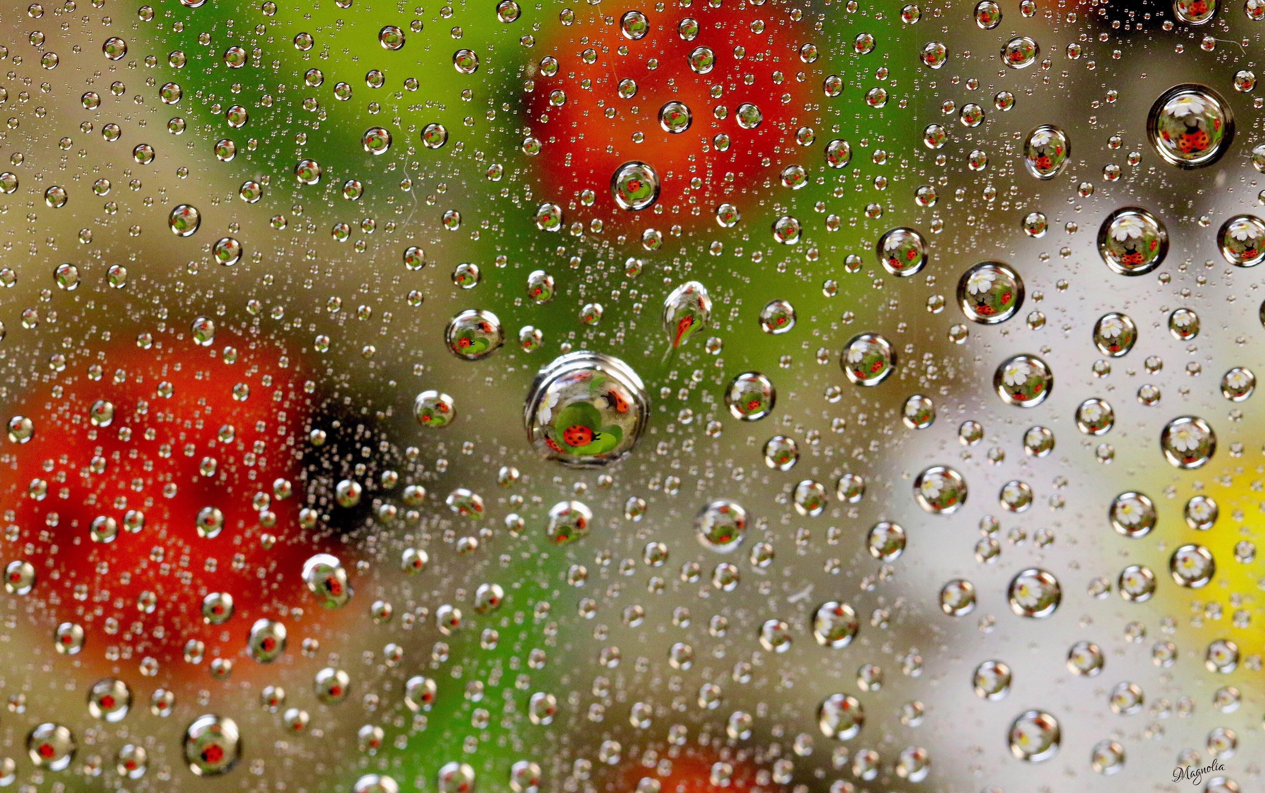 Ladybug Drops