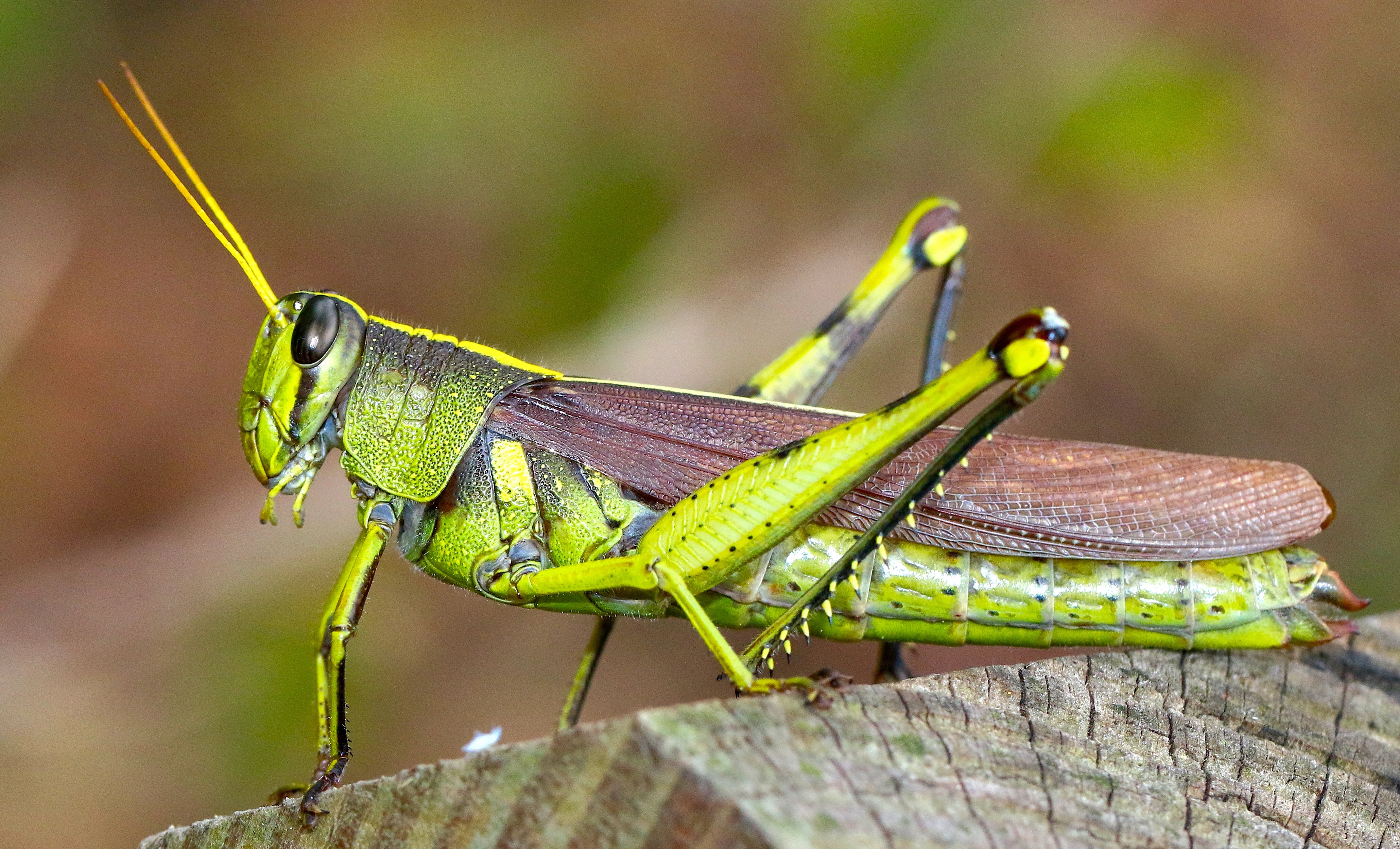 Grasshopper