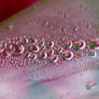 Pink Flower Condensation