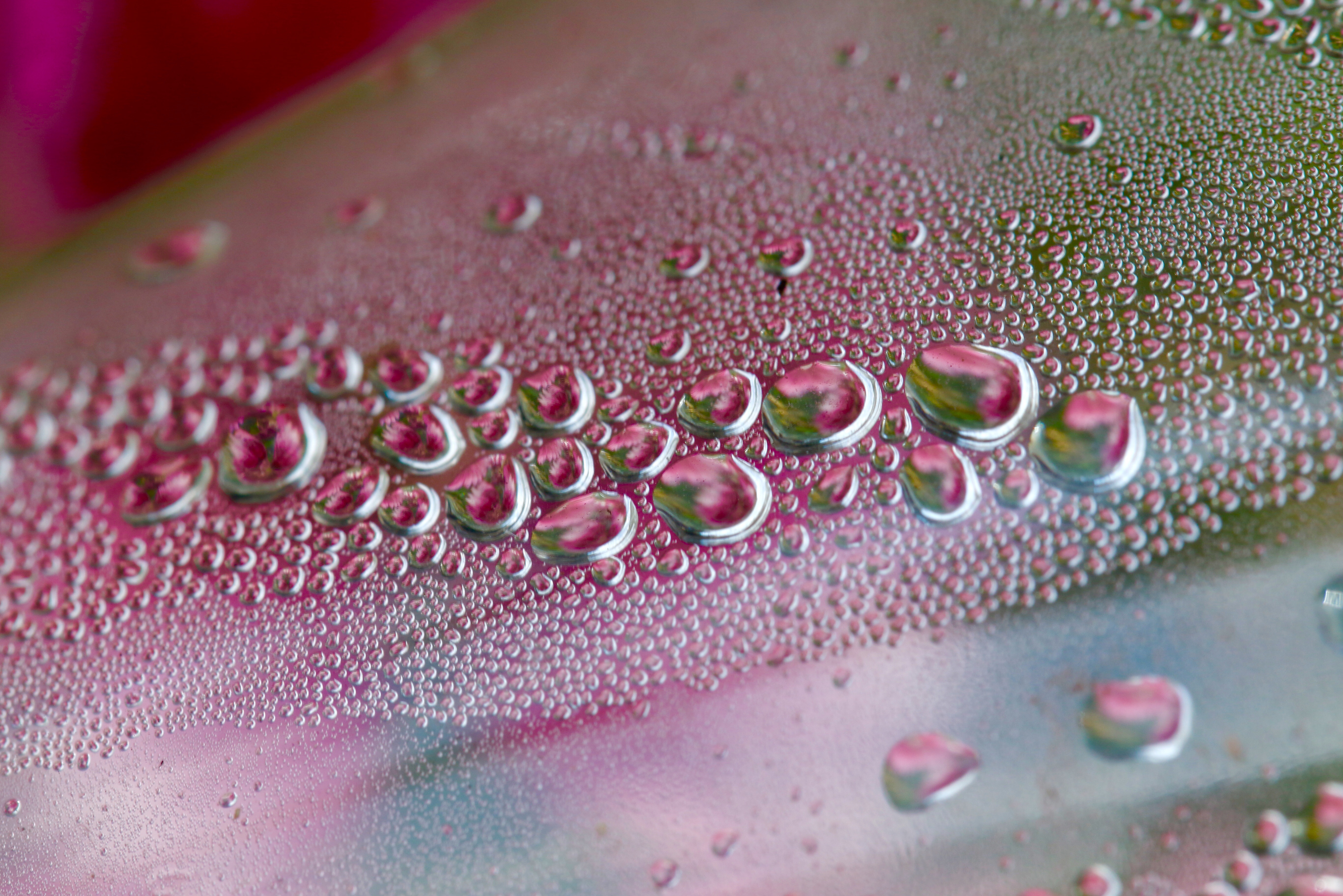 Pink Flower Condensation