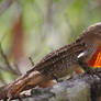 Brown Anole