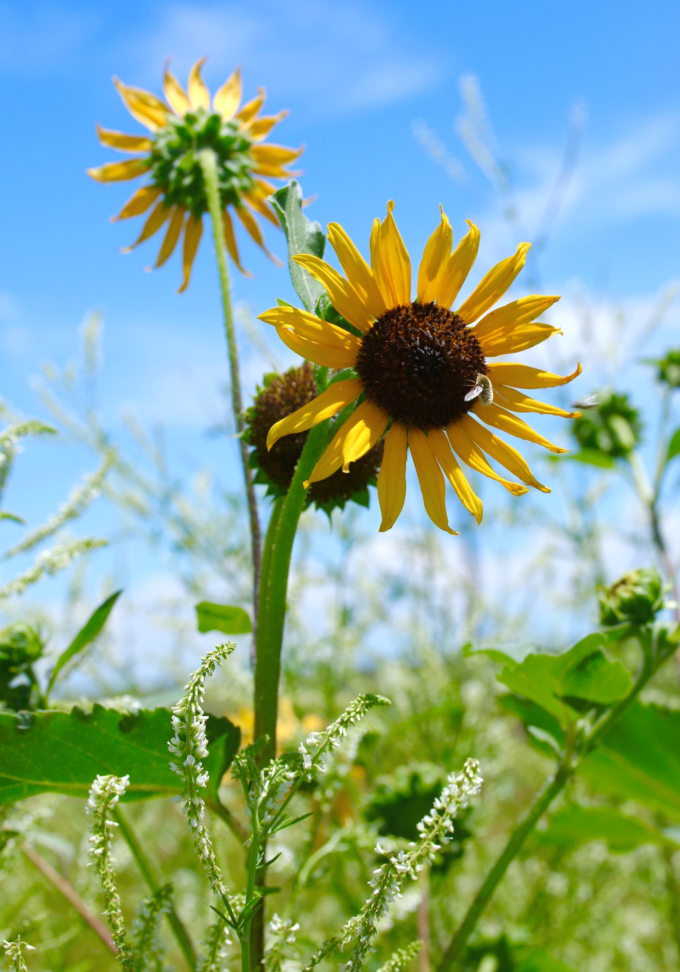 Sunflower With Bee Fly