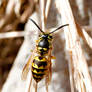 European Paper Wasp