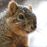 Fox Squirrel Chronicle IV