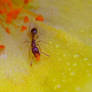 Ant Harvesting Pollen