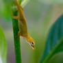 Sweet Baby Anole