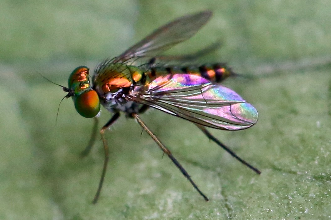 Colorful Long Legged Fly