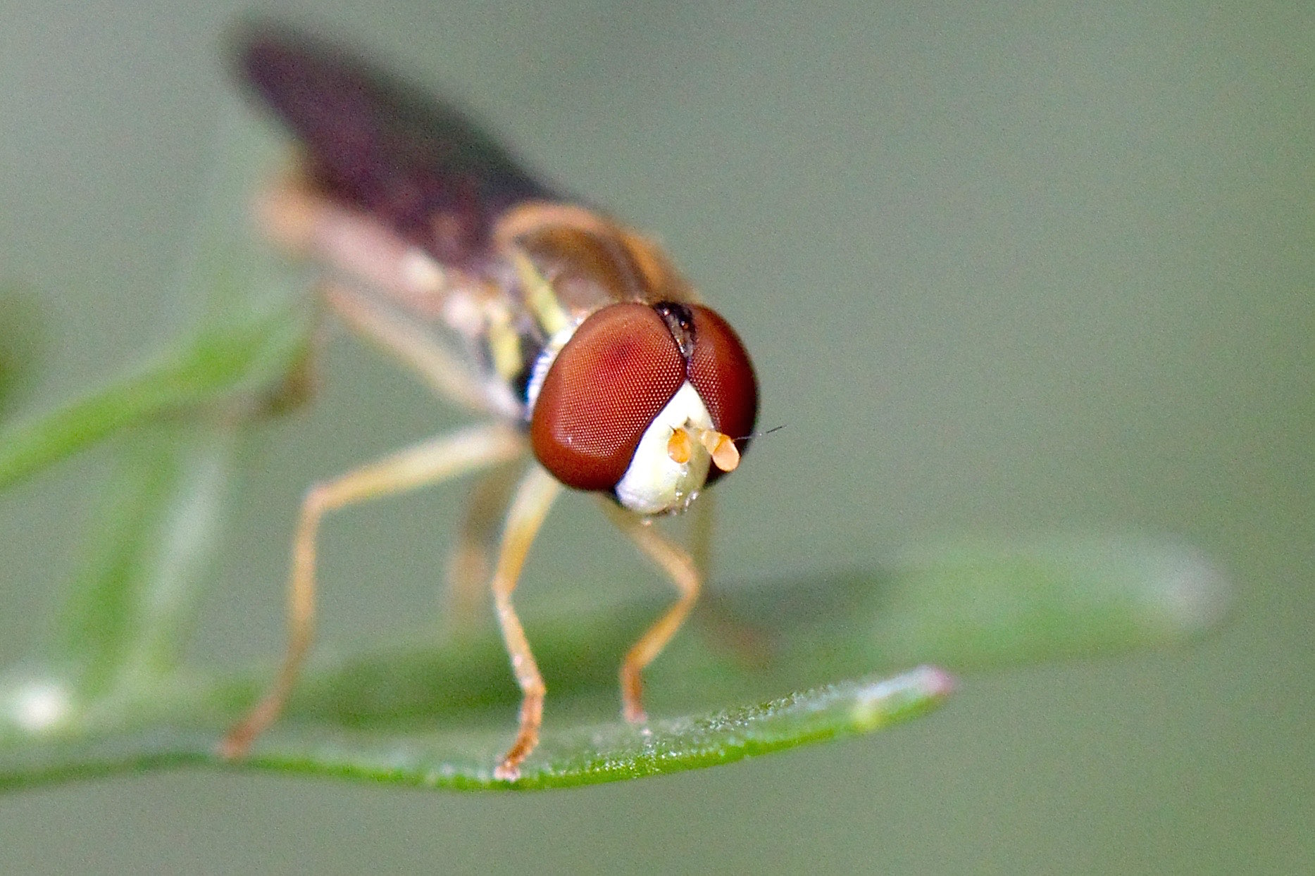 Hover Fly Eyes