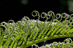 Frond Refractions