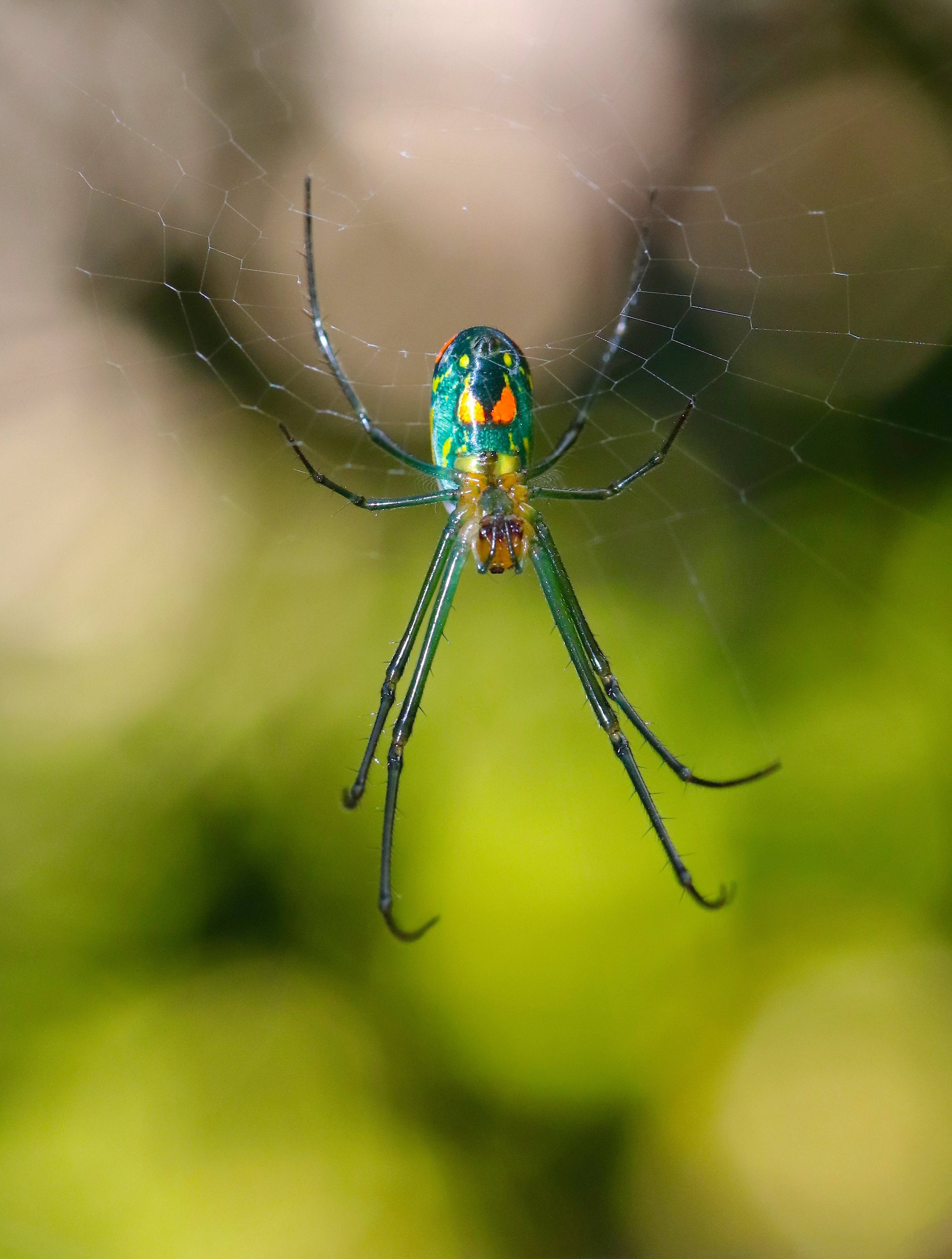 Little Orchard Spider in Web